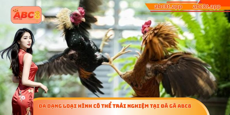 Đa dạng loại hình có thể trải nghiệm tại đá gà ABC8