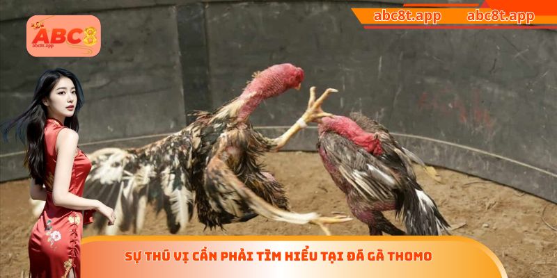 Sự thú vị cần phải tìm hiểu tại đá gà Thomo