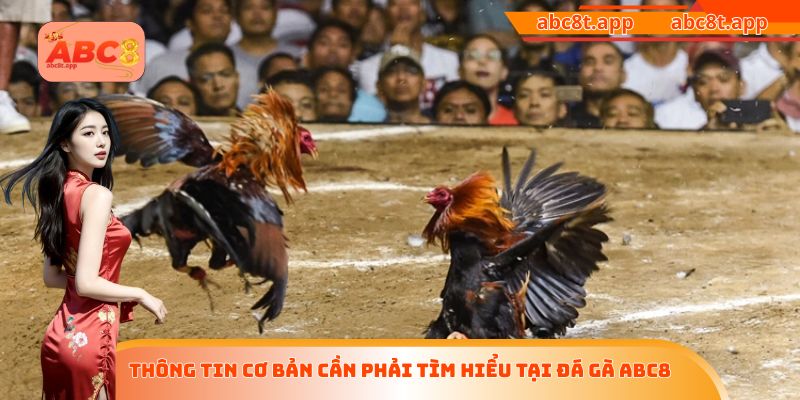 Thông tin cơ bản cần phải tìm hiểu tại đá gà ABC8