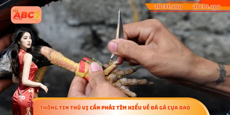 Thông tin thú vị cần phải tìm hiểu về đá gà cựa dao