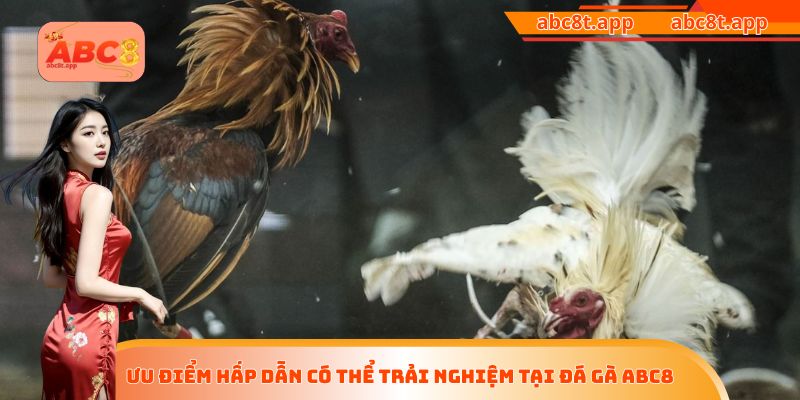 Ưu điểm hấp dẫn có thể trải nghiệm tại đá gà ABC8