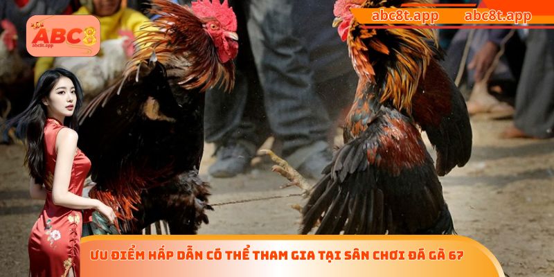 Ưu điểm hấp dẫn có thể tham gia tại sân chơi đá gà 67